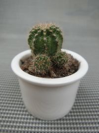 Close-up of cactus plant on table