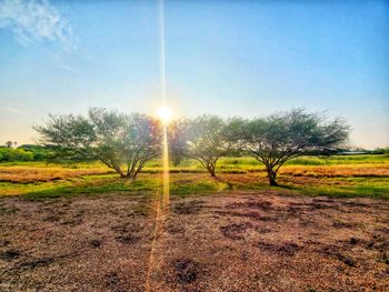 Trees on field against sky