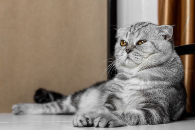 Close-up portrait of a cat looking away