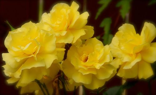 Close-up of yellow flowers