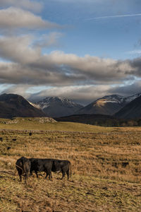 Cows in a field