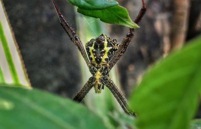 Close-up of spider