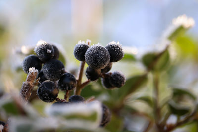 Close-up of blackberries growing on plant