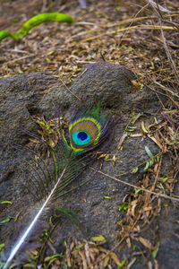 Close-up of lizard