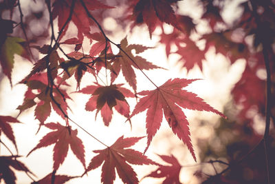 Close-up of maple leaves
