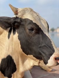 Close-up portrait of cow