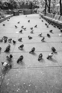 High angle view of pigeons on tree