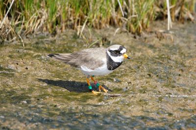 Side view of bird in water