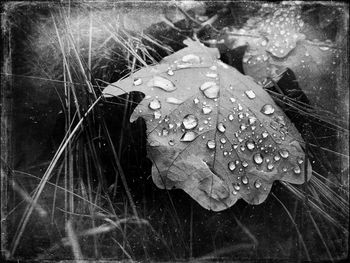 Close-up of water drops on flower