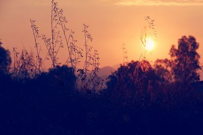 Close-up of silhouette plants on field against sky during sunset