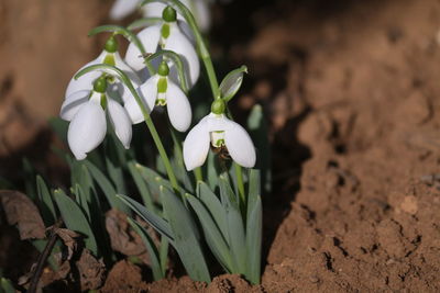 Spring flowers