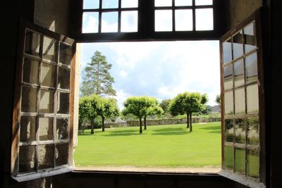 Trees and plants seen through glass window