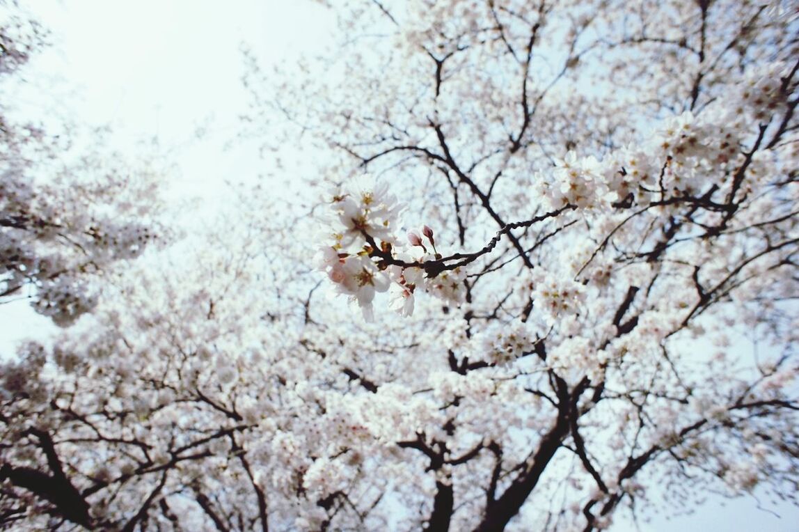 branch, tree, cherry blossom, flower, cherry tree, low angle view, blossom, beauty in nature, growth, nature, freshness, season, white color, fragility, springtime, fruit tree, twig, sky, day, winter