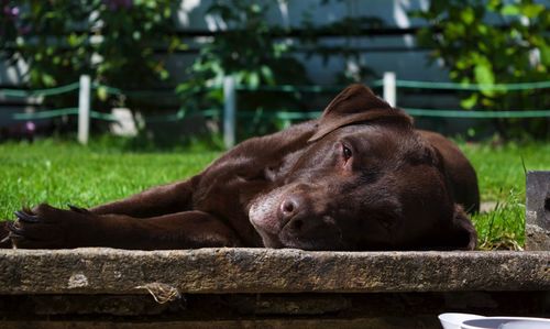 Close-up portrait of a relaxed dog