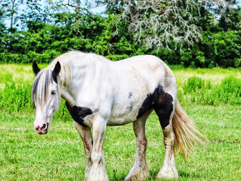 View of a gypsy horse on field