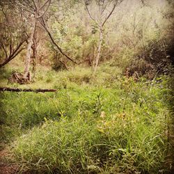 Plants growing on land