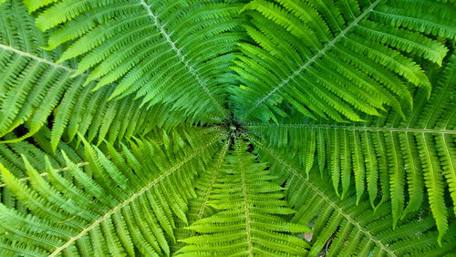 Green background shuttlecock-fern. spiral fern matteuccia is a genus of ferns 