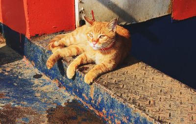 High angle view of ginger cat on metal