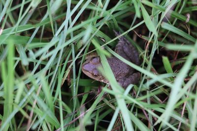 High angle view of a lizard on grass