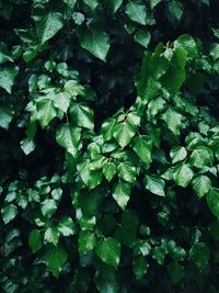 Full frame shot of leaves