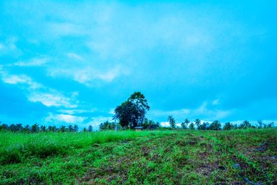 Scenic view of field against blue sky