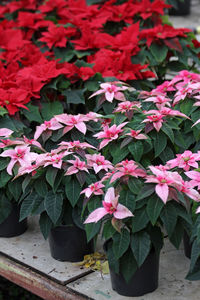 Close-up of potted plant