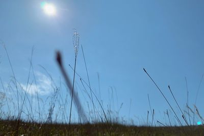 Close-up of stalks in field against blue sky
