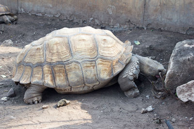 High angle view of a turtle in a field