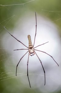 Close-up of spider on web