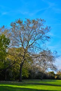 Trees on grassy field in park against blue sky