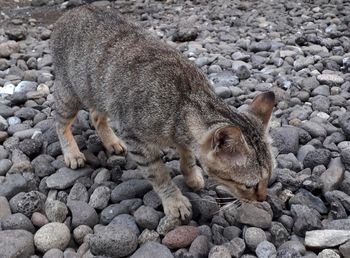 Cat lying on rock