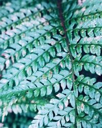 Full frame shot of fresh green leaves