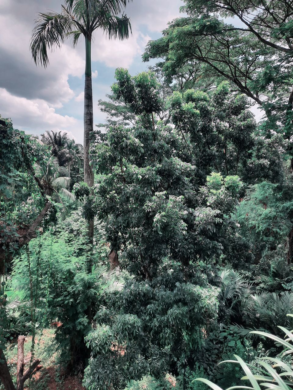 tree, plant, vegetation, forest, growth, nature, beauty in nature, natural environment, green, flower, rainforest, land, jungle, sky, leaf, tranquility, no people, coniferous tree, tropical climate, spruce, scenics - nature, cloud, environment, garden, palm tree, non-urban scene, tranquil scene, outdoors, foliage, day, pinaceae, woodland, lush foliage, pine tree, low angle view, branch, tree trunk, trunk, idyllic, travel destinations, landscape, fir, tropics, pine woodland