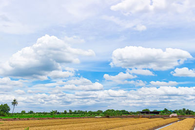 Scenic view of agricultural field against sky