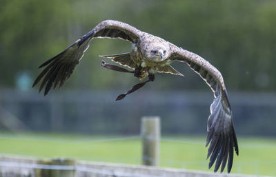Close-up of eagle flying against blurred background