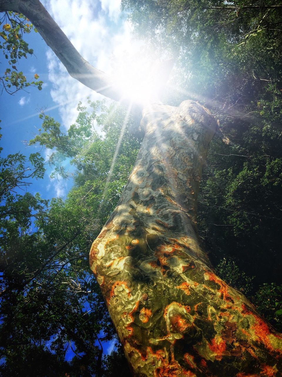 tree, low angle view, sky, tranquility, sunlight, nature, growth, sunbeam, beauty in nature, sun, tranquil scene, forest, scenics, day, lens flare, branch, tree trunk, outdoors, sunny, idyllic