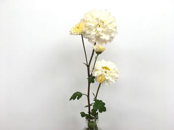 Close-up of yellow flowering plant against white background