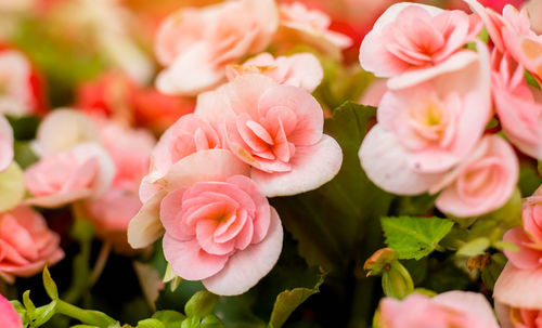 Close-up of pink roses