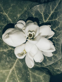 High angle view of white flowering plant