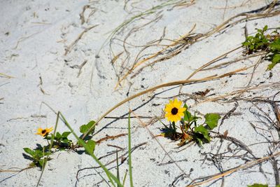 High angle view of yellow flowering plant on tree