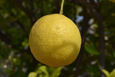 Close-up of apple on tree