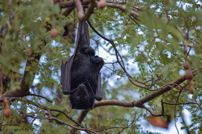 Low angle view of monkey on tree in forest