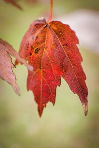 Close-up of leaves