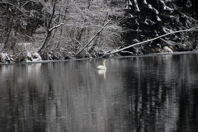 Swan swimming on lake