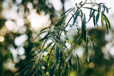 Close-up of flowering plant