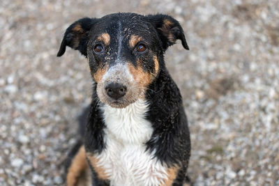 Close-up portrait of black dog