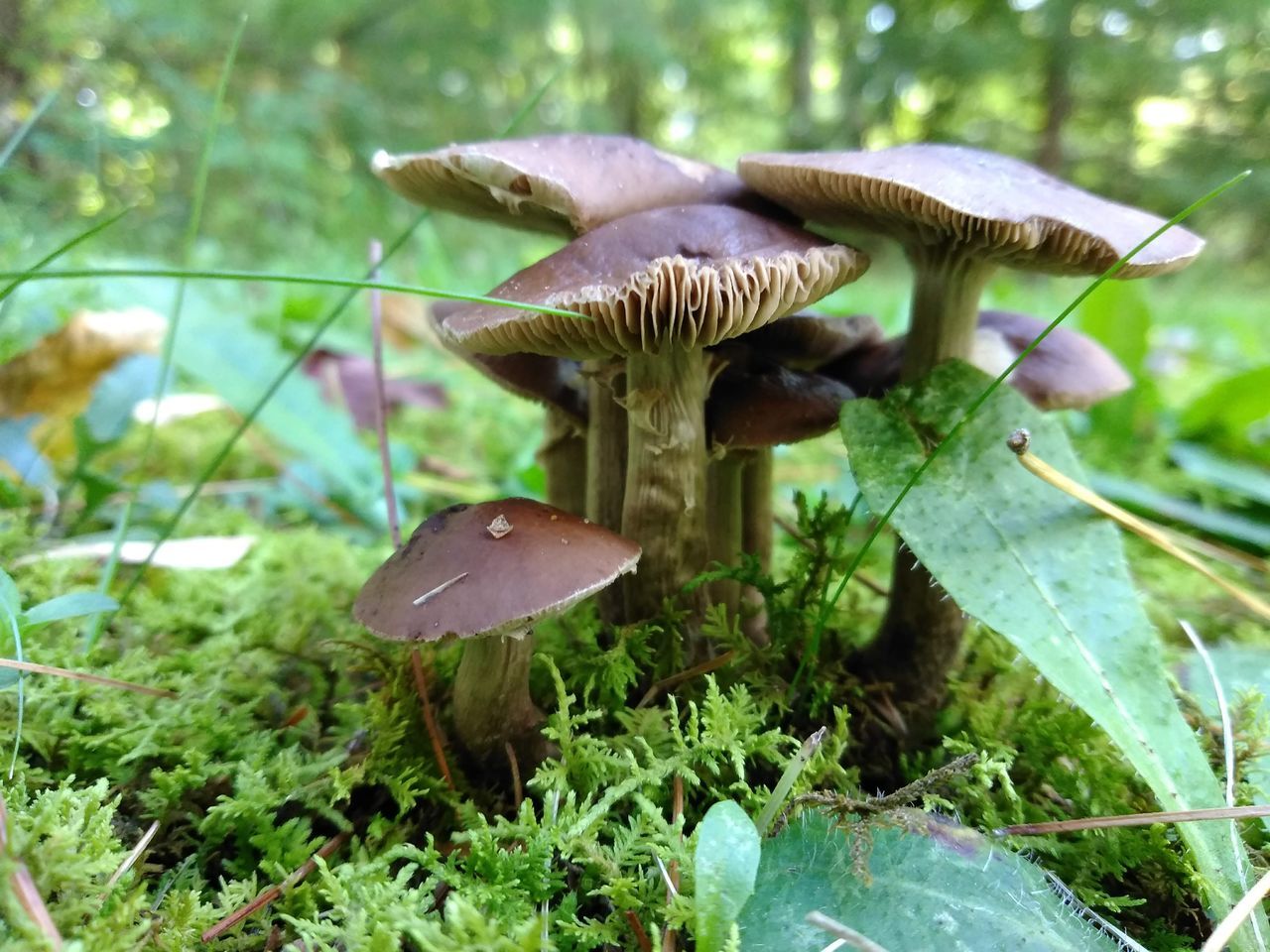 CLOSE-UP OF MUSHROOMS ON FIELD