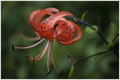 Close-up of red flowering plant