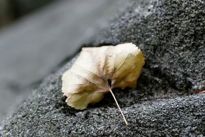 Close-up of leaves on ground