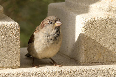 Close-up of sparrow on retaining wall